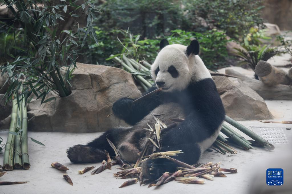 澳门威斯人